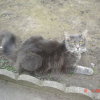 Photo grizzlynanou
