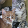 Photo grosfelin