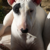 Photo mousquetaire