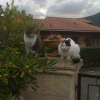 Photo Caramel2A