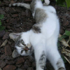 Avatar celia