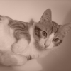 Photo djiulia