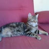 Avatar de Taoupet