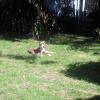 Avatar de nanouninette