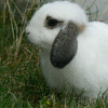 Photo Cloclodu01