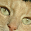 Photo Bignani
