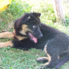 Avatar de sultandu38