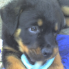 Avatar de luluball