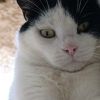 Photo patoune041058