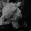 Avatar de prescillia01