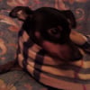 Photo chiot80