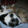Photo chrys83140