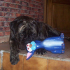 Photo cane corso