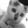 Photo la louve