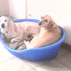 Avatar de kidnappingpearl