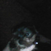 Avatar de Ladye223