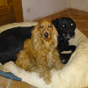 Photo cora47