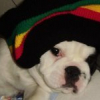 Avatar de beddy