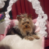 Photo Nice Dog Confort
