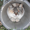 Avatar de mes loulou