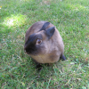 Photo Berlioz et ses amis