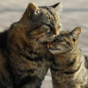 Avatar de CatsFaniersAssoc