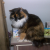 Photo miev98