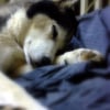 Photo Balto 