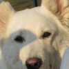 Avatar de Loupsblanc