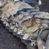 Photo Les huskys