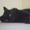 Photo Chat Noir
