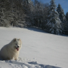 Avatar de samoyededalaska