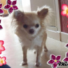 Avatar de love-animaux
