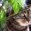 Photo animal99