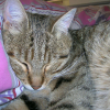 Photo lorine34770