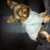 Photo Diesel
