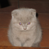 Avatar de chris5462