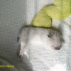 Photo manonpets