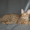 Avatar de Ocicat Land