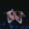 Avatar de meli-melo