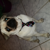 Avatar de carlino