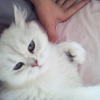 Avatar de swifferfluffy