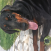 Avatar de gwenn doberman