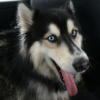 Avatar de Docteur Husky