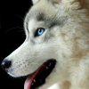 Avatar de laetitia caron