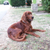 Avatar de Fox le Setter
