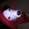 Avatar de meliher
