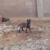 Avatar de Abdelmalek Benrais