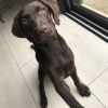 Avatar de Labrador ? 