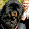 Avatar de liondutibet@free.fr